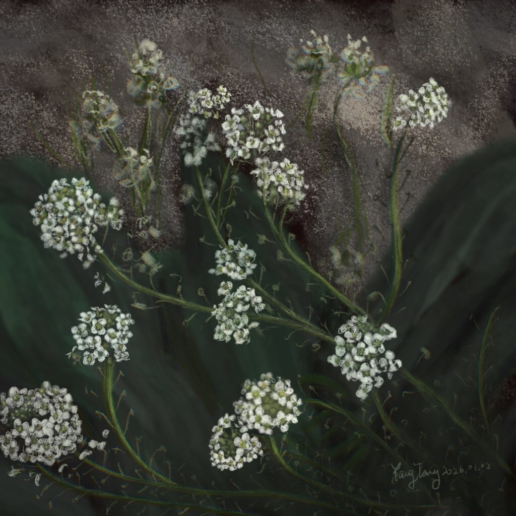 Two Springs wild flowers 034 – lobularia maritima