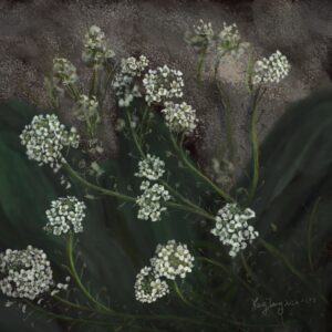 wild flowers 034 – lobularia maritima