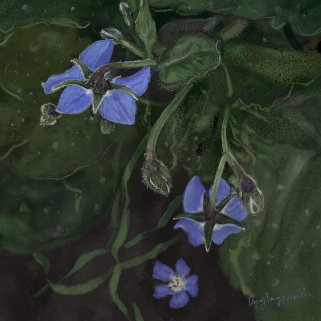 Two Springs wild flowers 035 – borago officinalis