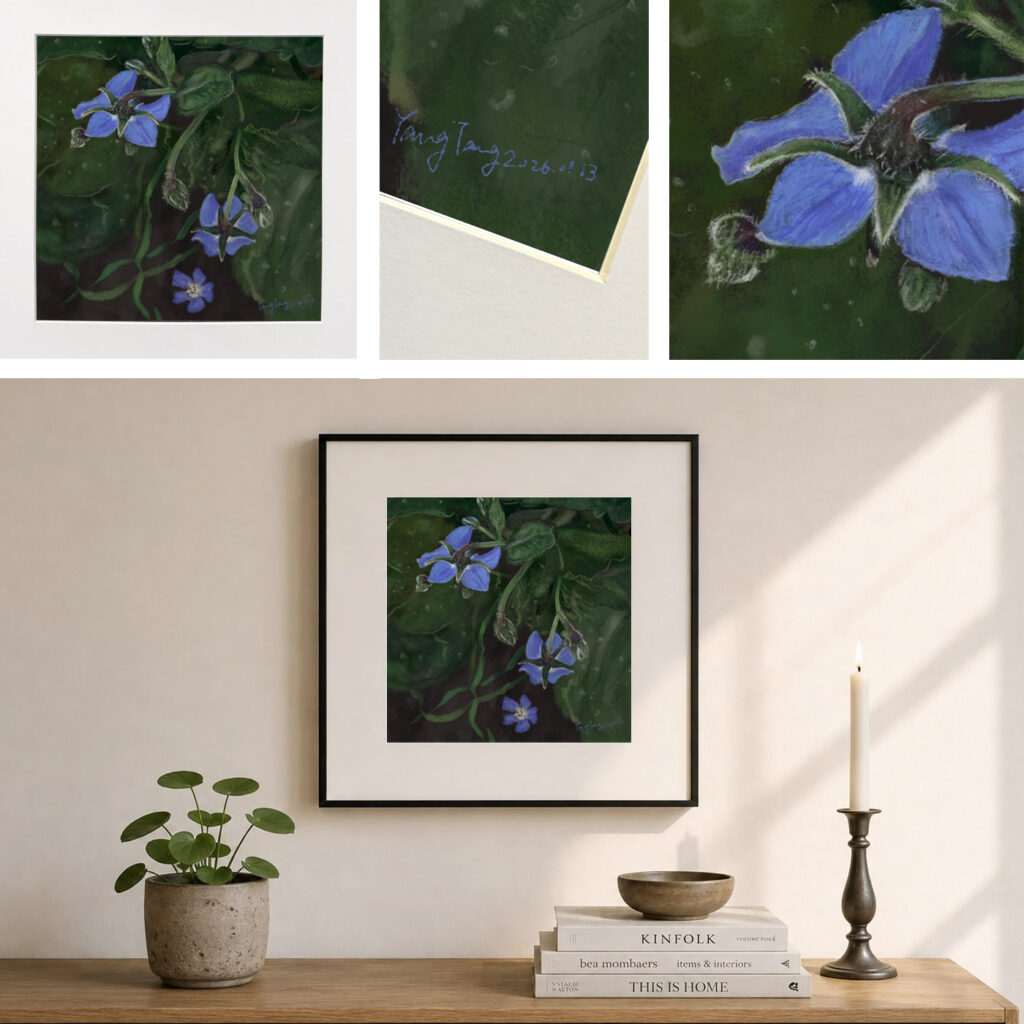 wild flowers 035 – borago officinalis
