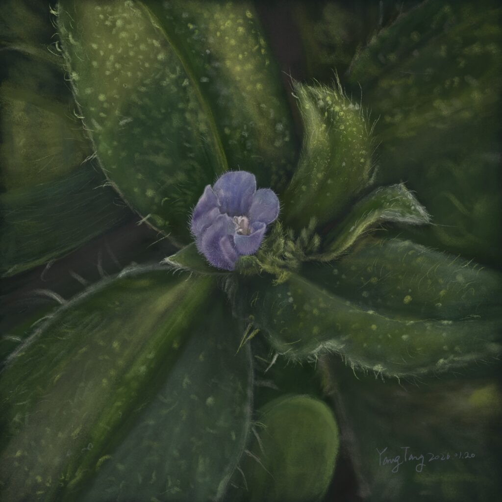 Two Springs wild flowers 036 – echium parviflorum
