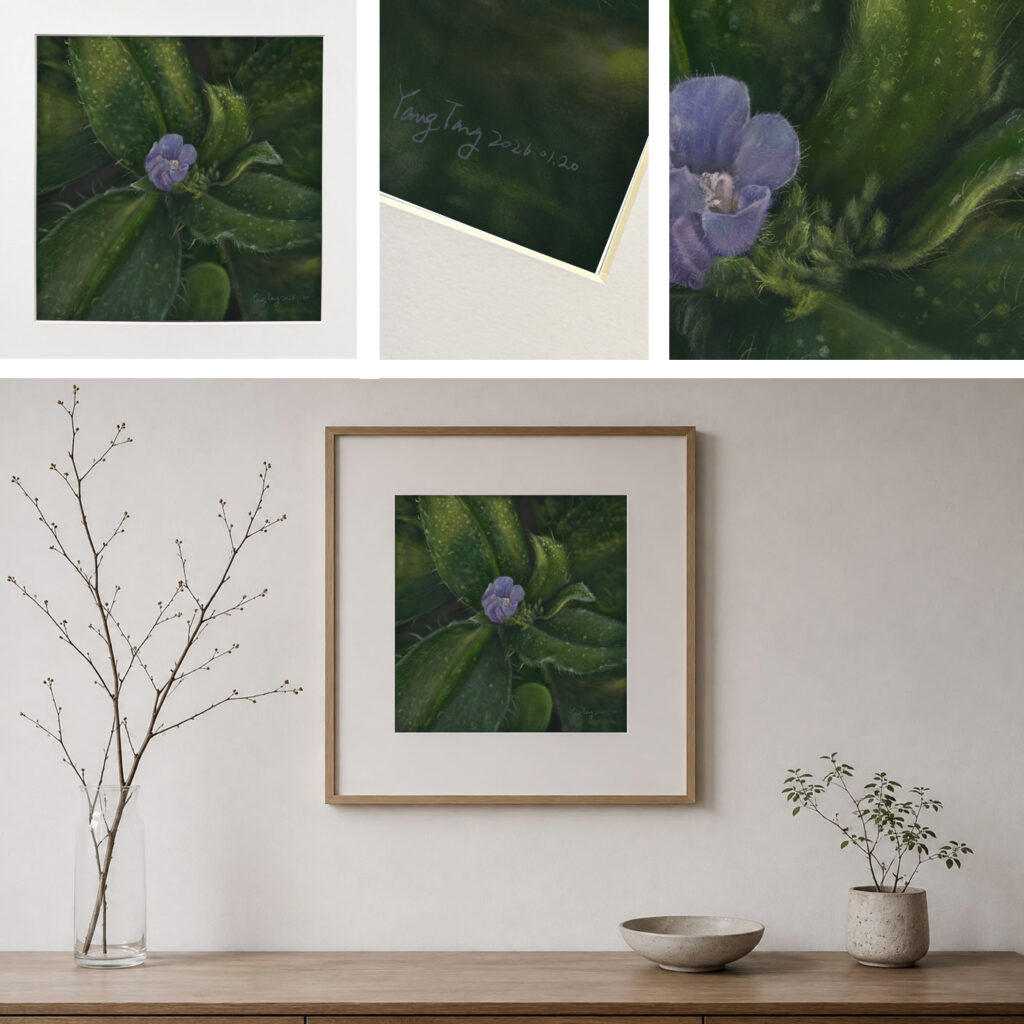 wild flowers 036 – echium parviflorum