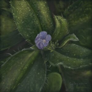 wild flowers 036 – echium parviflorum