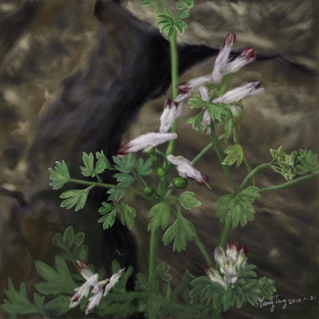 Two Springs wild flowers 037 – fumaria capreolata