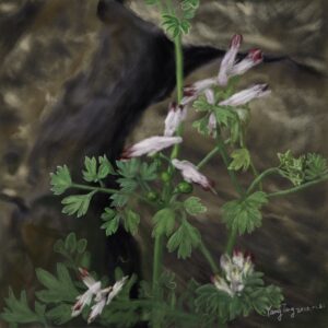 wild flowers 037 – fumaria capreolata