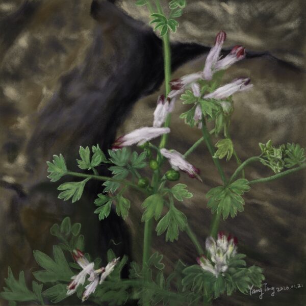 Two Springs wild flowers 037 – fumaria capreolata