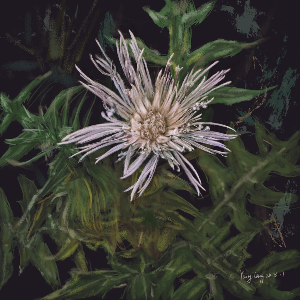 Two Springs wild flowers 039 galactites tomentosa