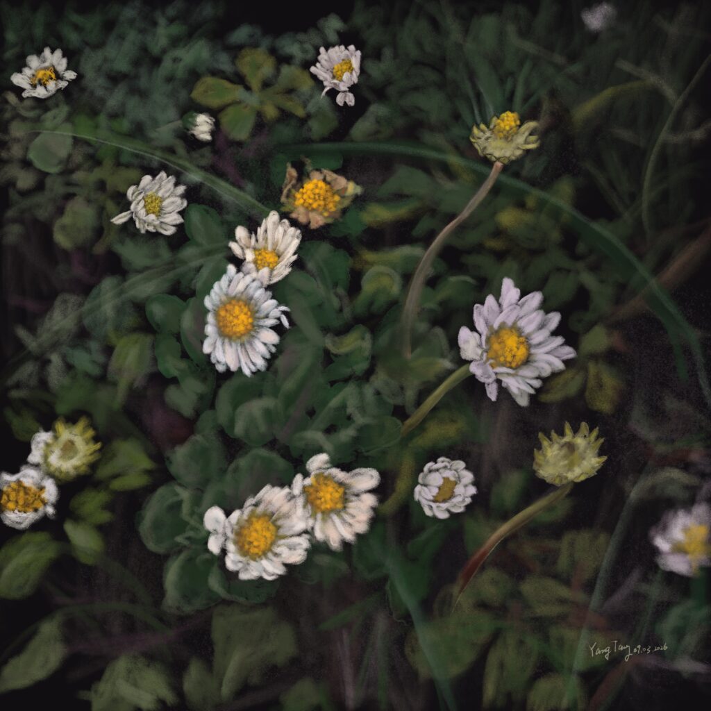 Two Springs wild flowers 039 – bellis annua