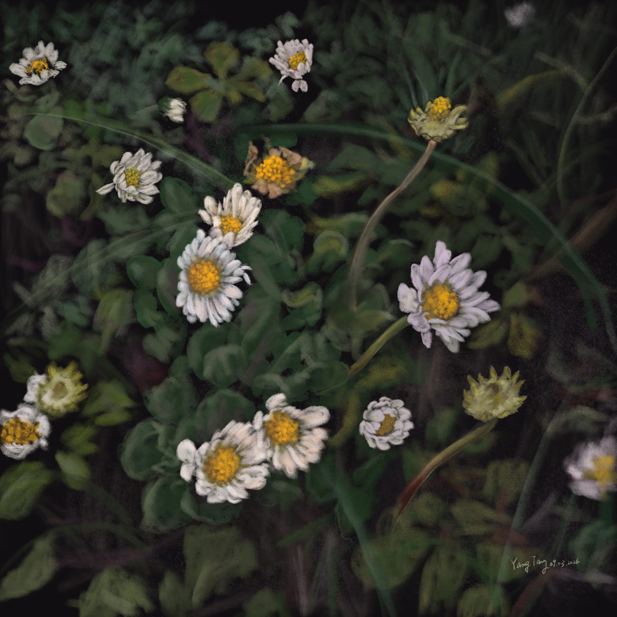 wild flowers 039 – bellis annua wild flowers 039 – bellis annua