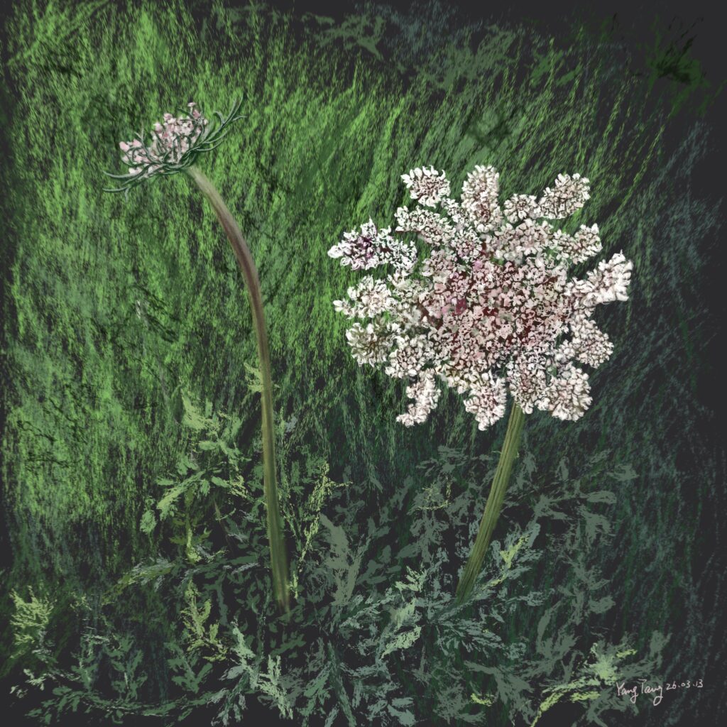 Two Springs wild flowers 041 – daucus carota