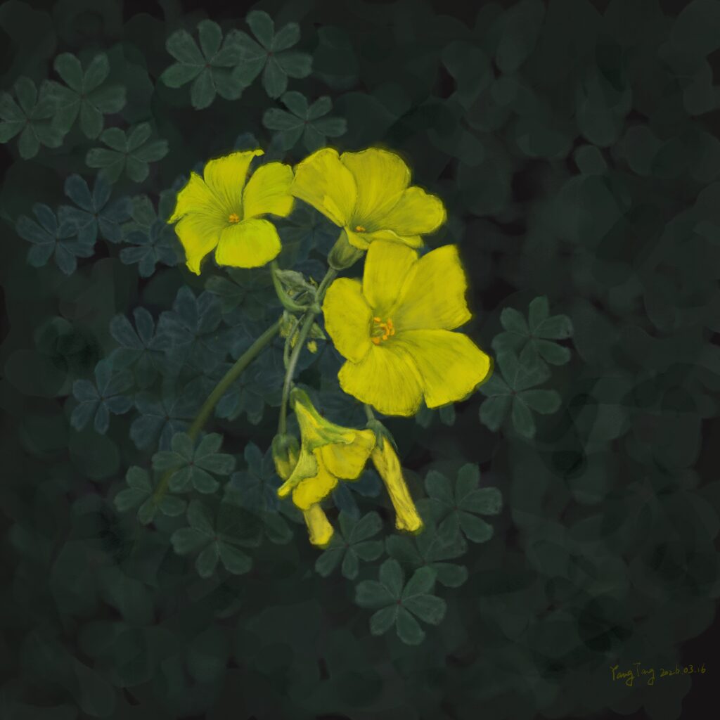 Two Springs wild flowers 042 – oxalis pes caprae