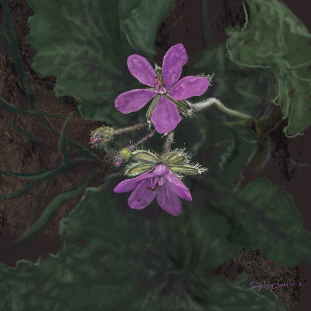 Two Springs wild flowers 042 – erodium malacoides