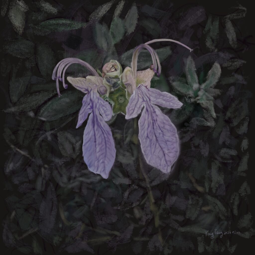 Two Springs wild flowers 044 – teucrium fruticans
