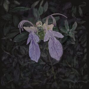 wild flowers 044 – teucrium fruticans