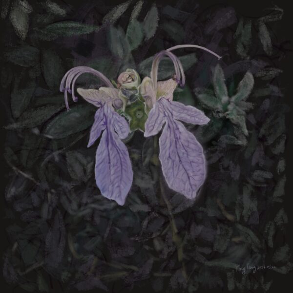 Two Springs wild flowers 044 – teucrium fruticans