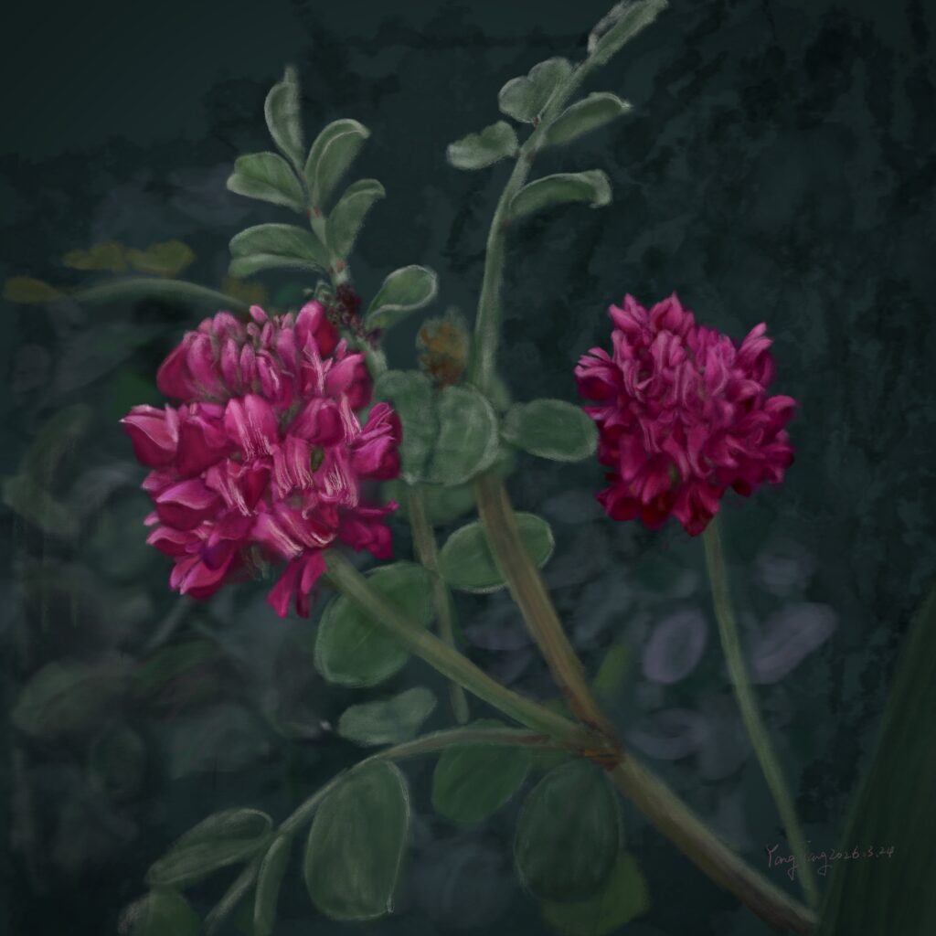 Two Springs wild flowers 045 – sulla coronaria