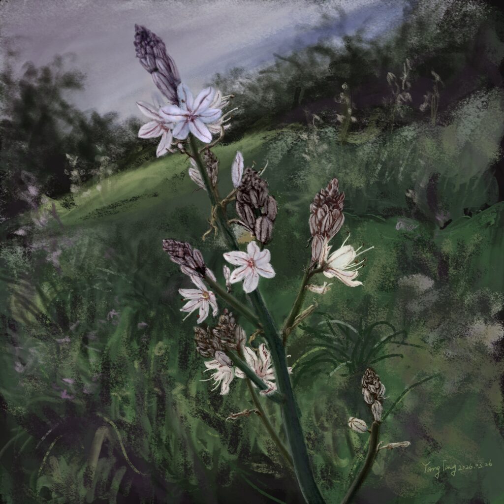 Two Springs wild flowers 046 – asphodelus ramosus