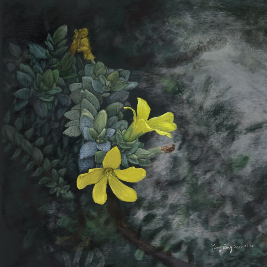 Two Springs wild flowers 047 – hypericum aegypticum