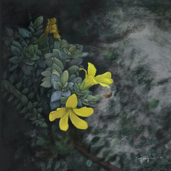 Two Springs wild flowers 047 – hypericum aegypticum