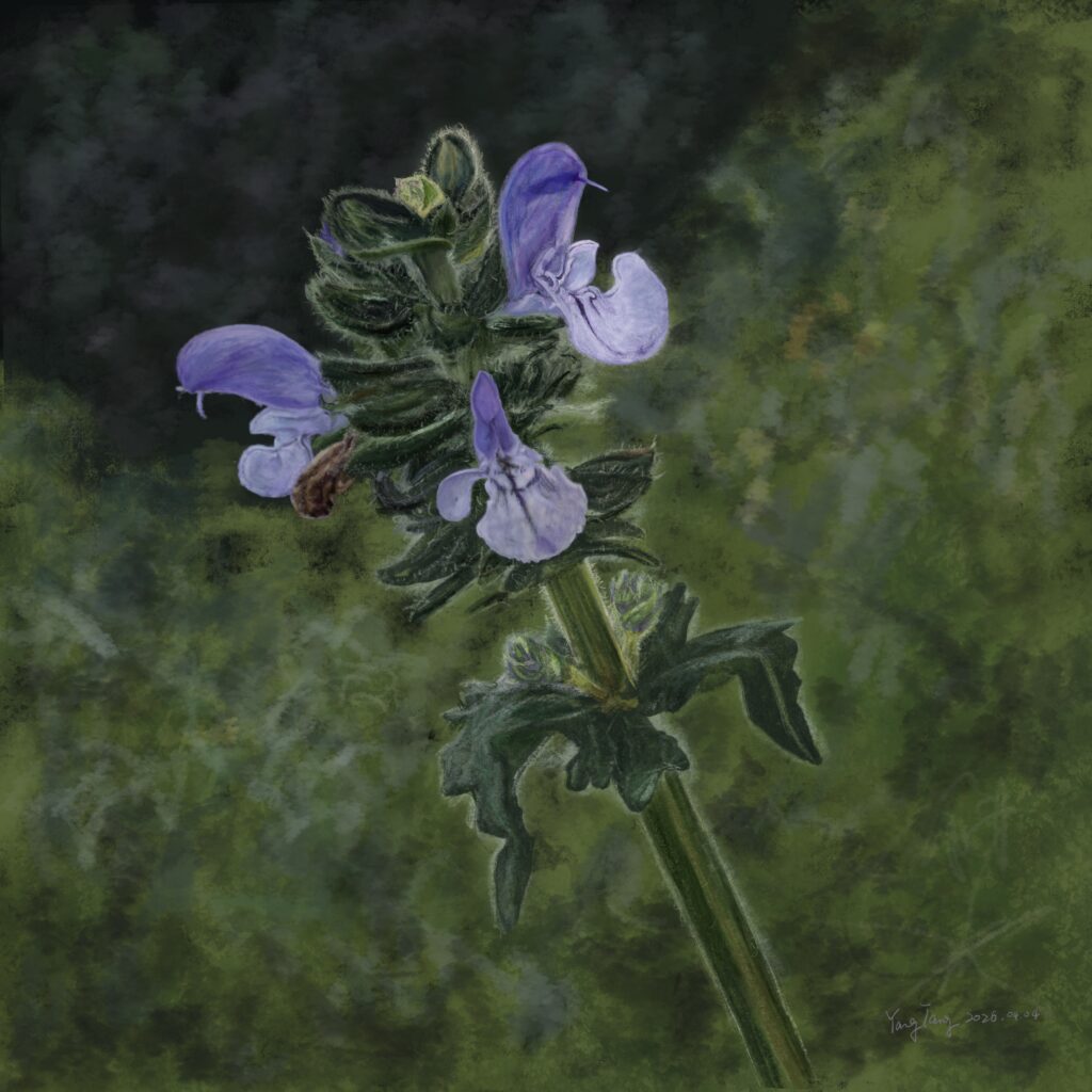 Two Springs wild flowers 049 – salvia clandestina