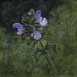 wild flowers 049 – salvia clandestina