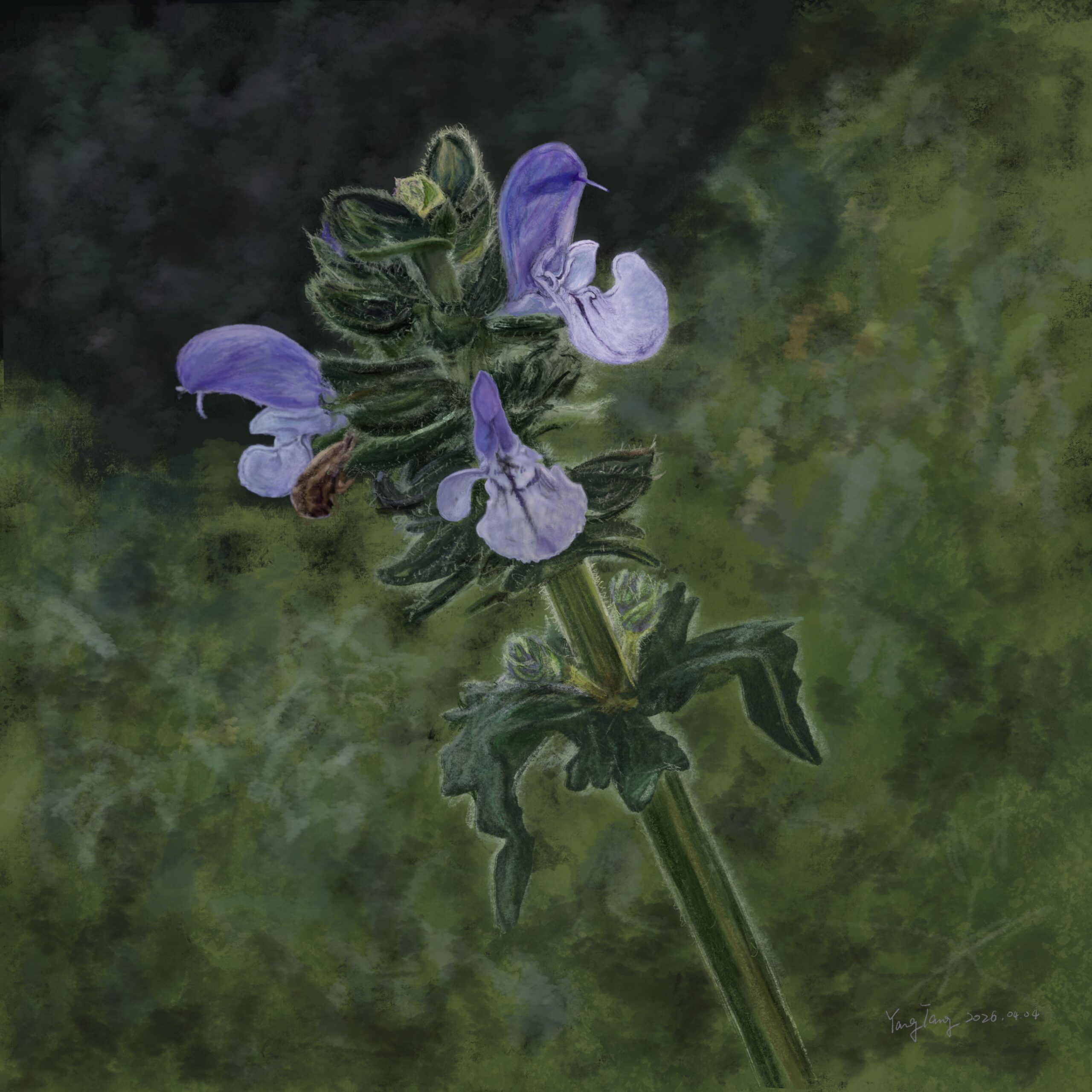 wild flowers 049 – salvia clandestina wild flowers 049 – salvia clandestina