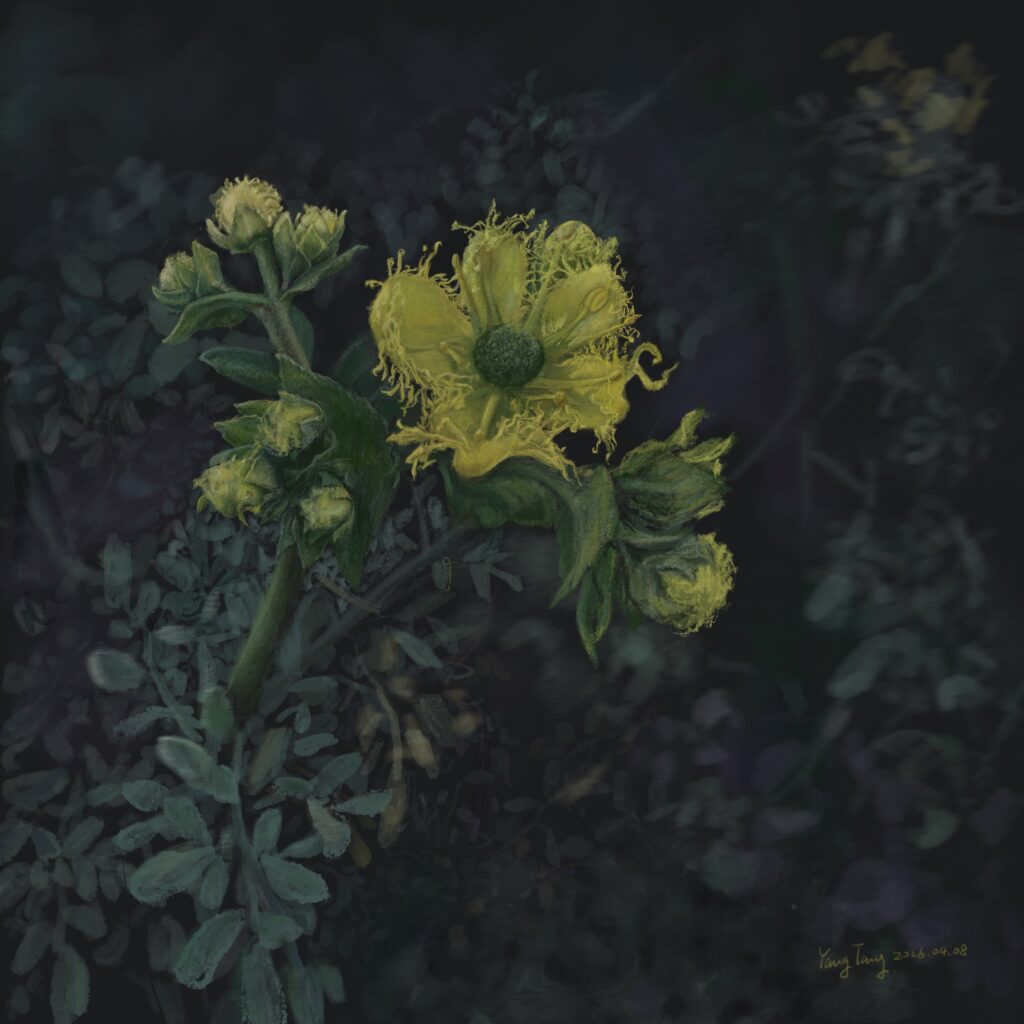 Two Springs wild flowers 050 – ruta chalepensis