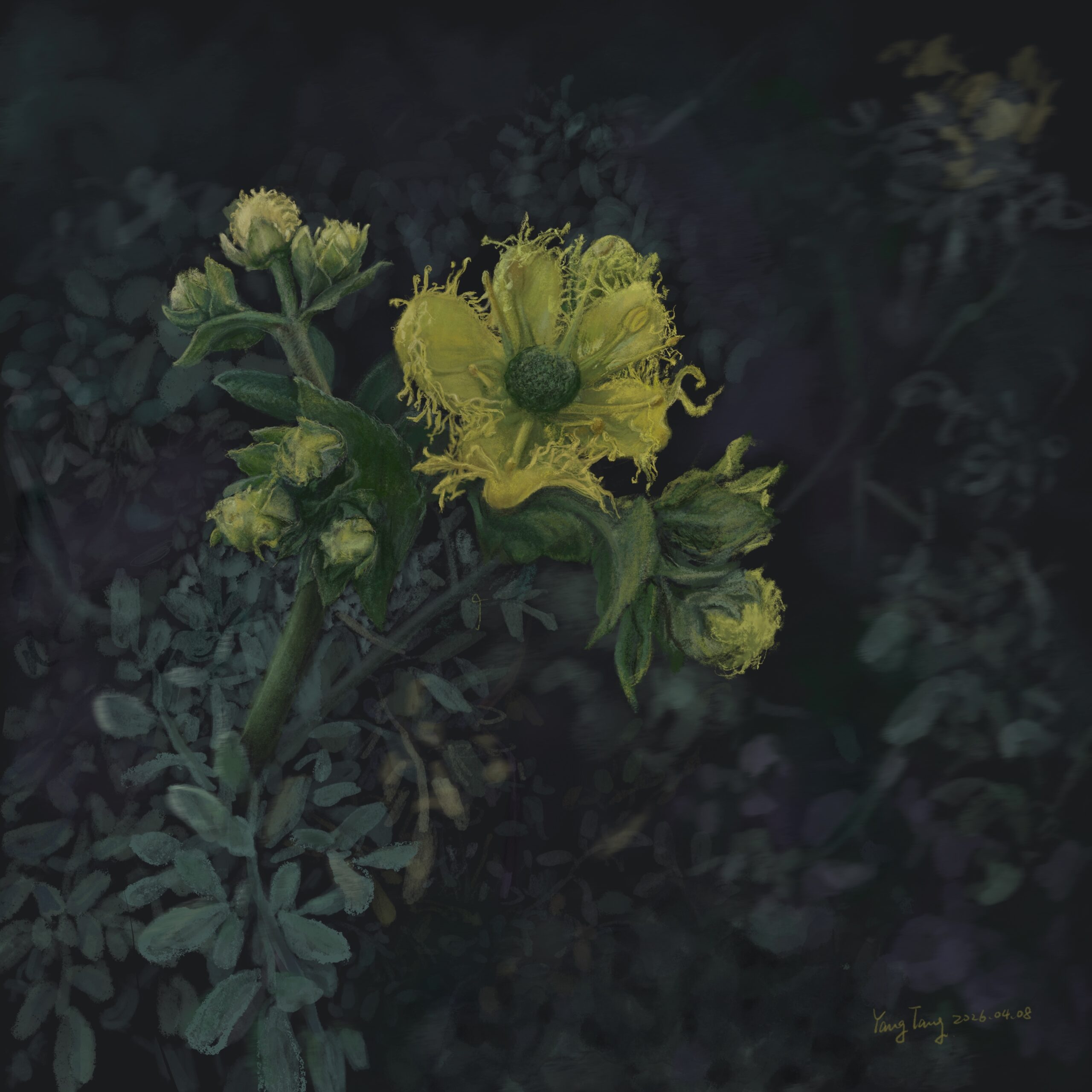 wild flowers 050 – ruta chalepensis wild flowers 050 – ruta chalepensis