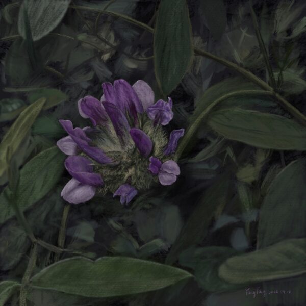 Two Springs wild flowers 051 – bituminaria bituminosa