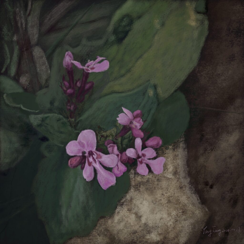 Two Springs wild flowers 052 – fedia graciliflora