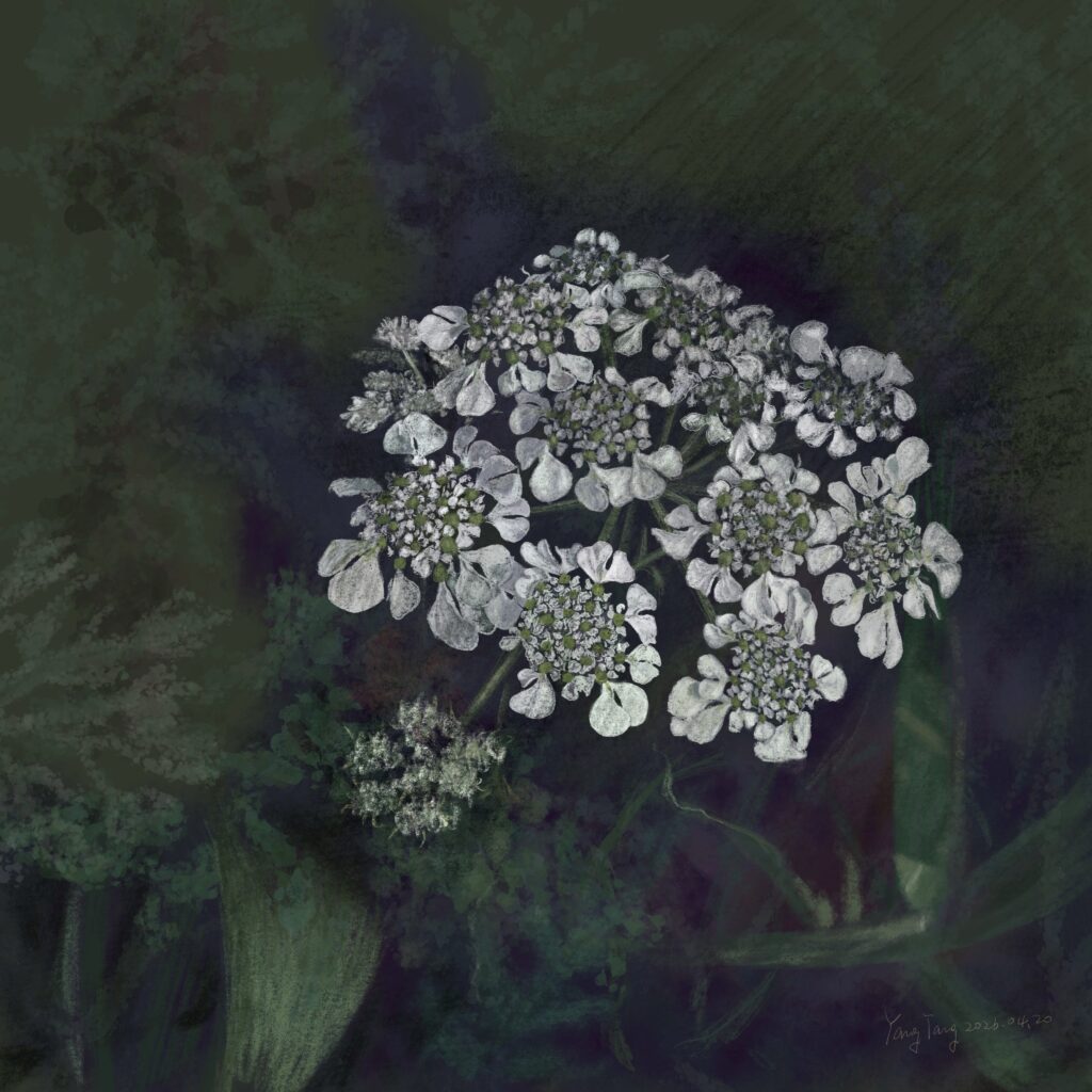 Two Springs wild flowers 053 – tordylium apulum