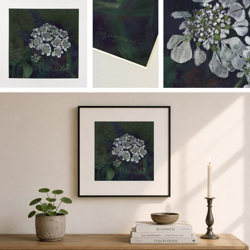 wild flowers 053 – tordylium apulum