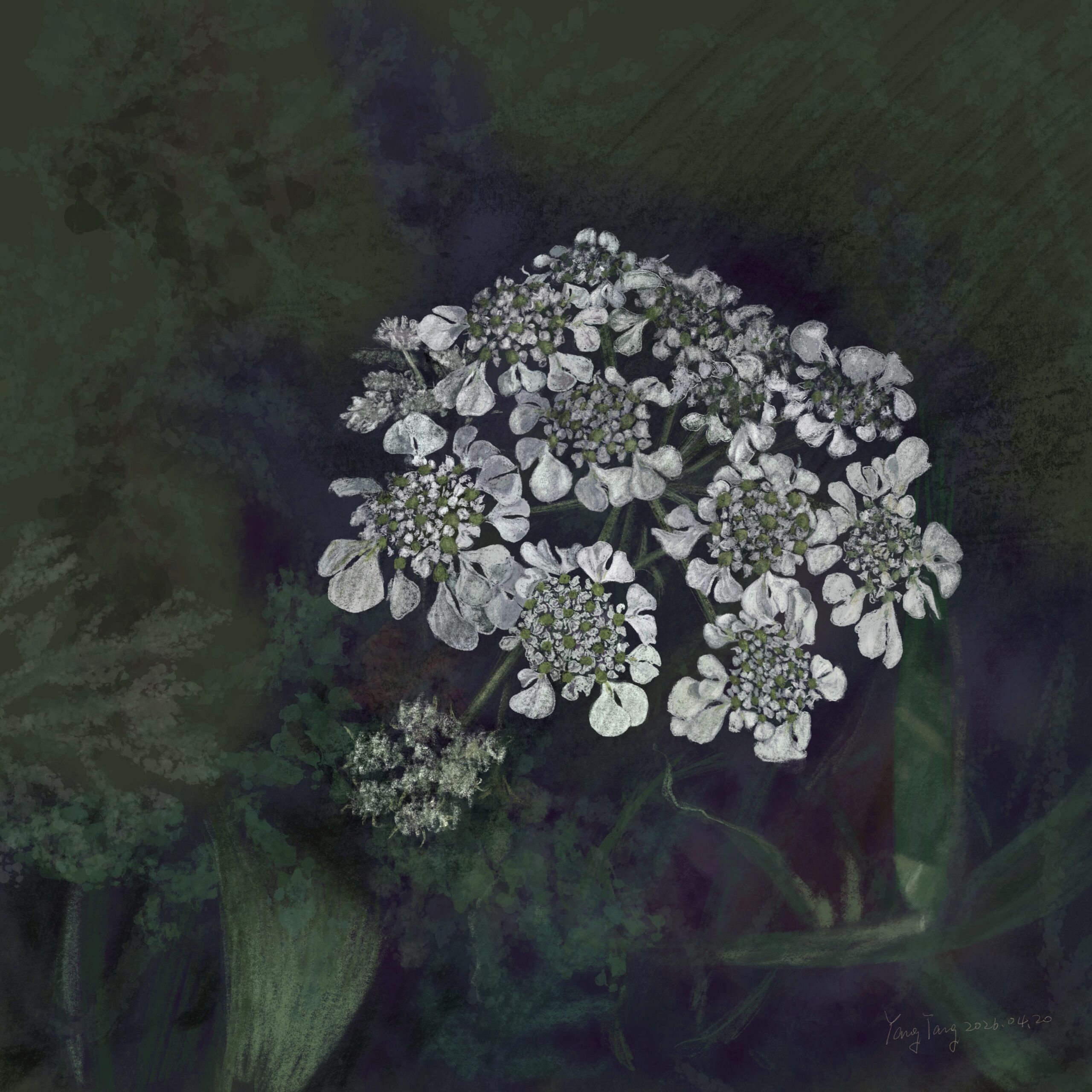 wild flowers 053 – tordylium apulum wild flowers 053 – tordylium apulum