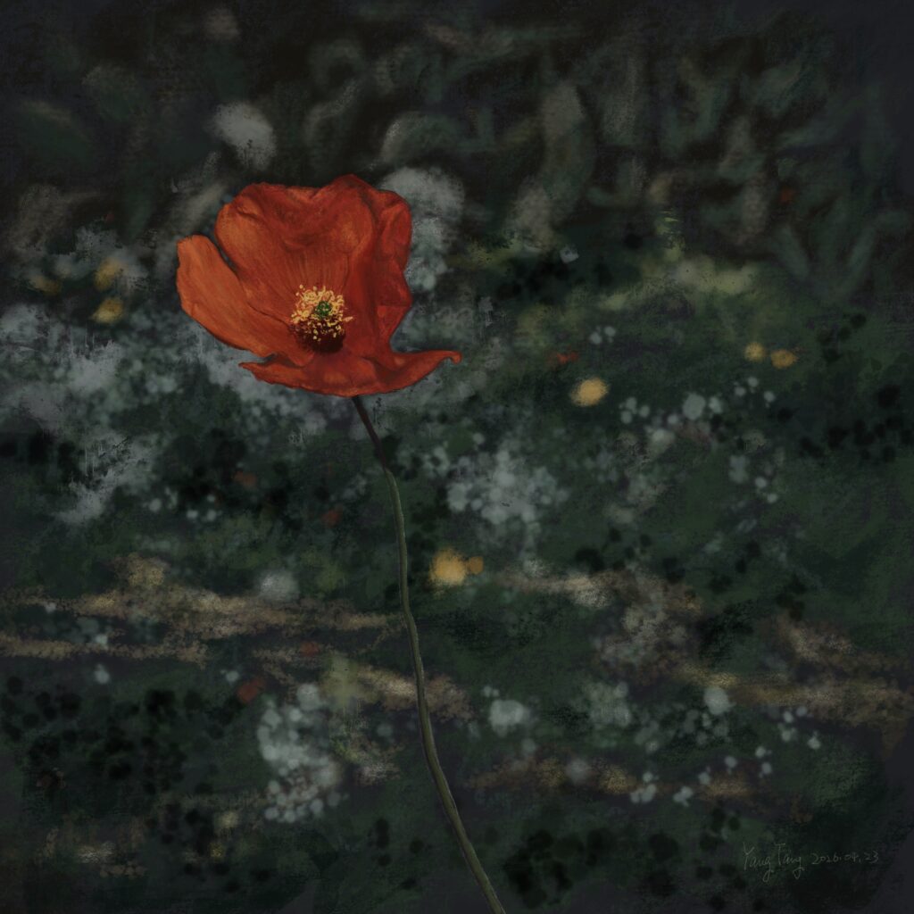 Two Springs wild flowers 054 – papaver rhoeas