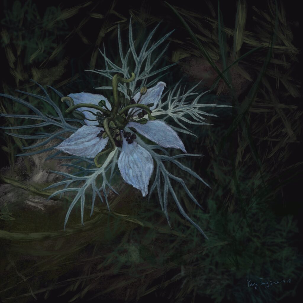 Two Springs wild flowers 055 – nigella damascena