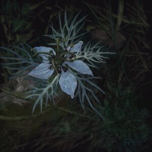 wild flowers 055 – nigella damascena