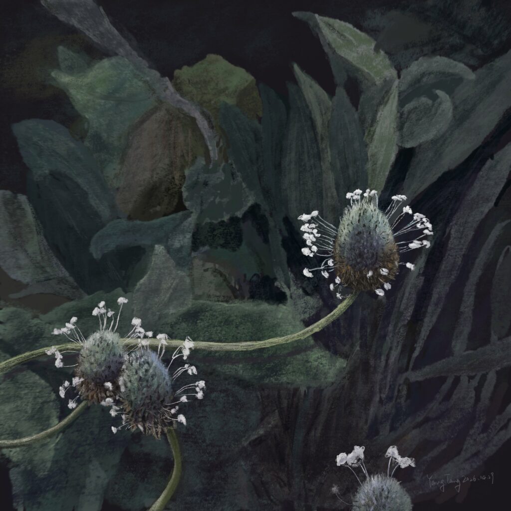 Two Springs wild flowers 056 – plantago lagopus