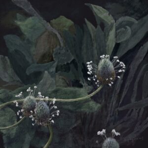 wild flowers 056 – plantago lagopus