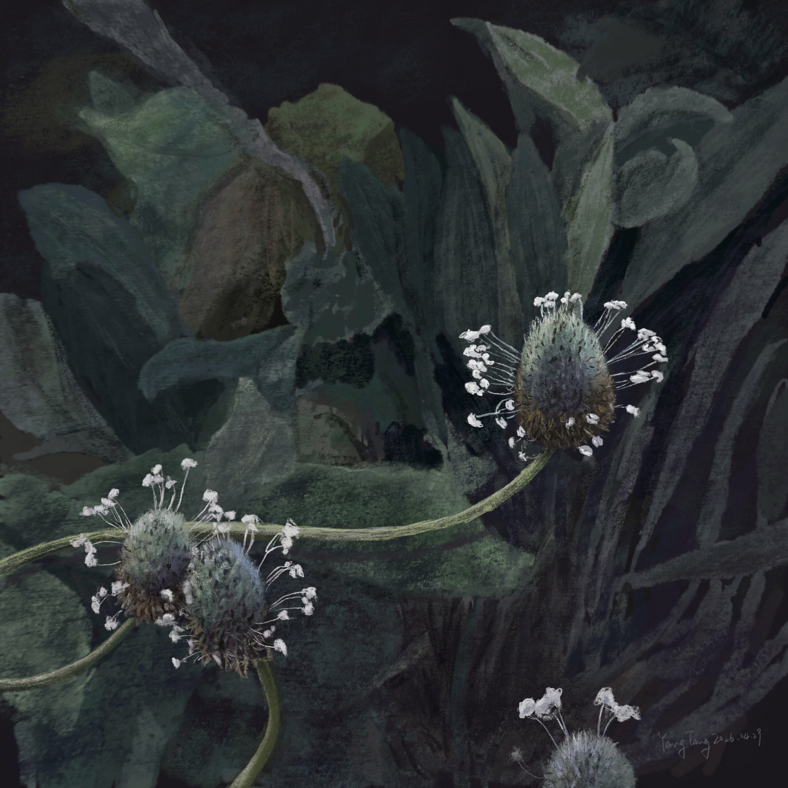 wild flowers 056 – plantago lagopus wild flowers 056 – plantago lagopus