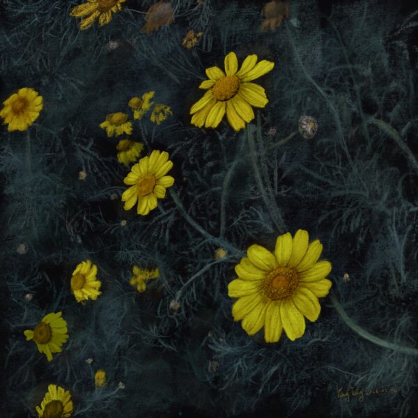 Two Springs wild flowers 053 –
