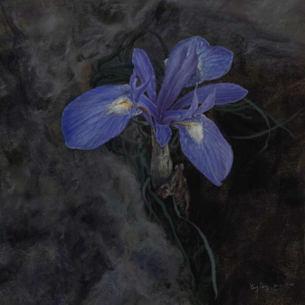 Two Springs wild flowers 058 – moraea sisyrinchium