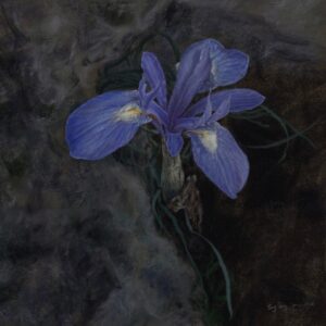 wild flowers 058 – moraea sisyrinchium