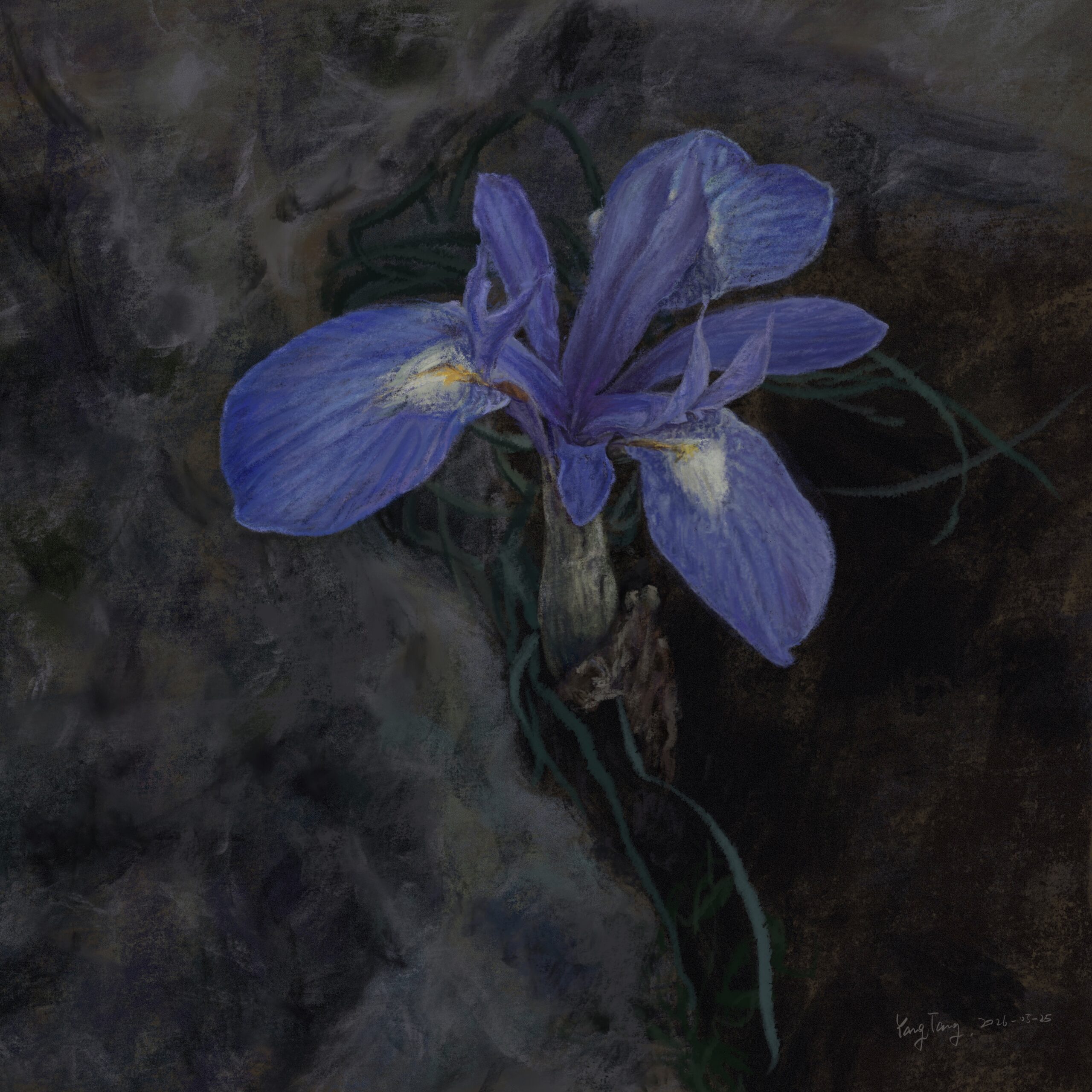 wild flowers 058 – moraea sisyrinchium wild flowers 058 – moraea sisyrinchium