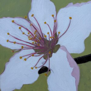 peach blossom 01