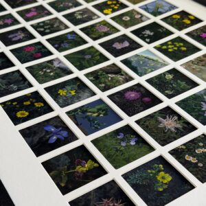 sixty encounters with wild flowers of malta