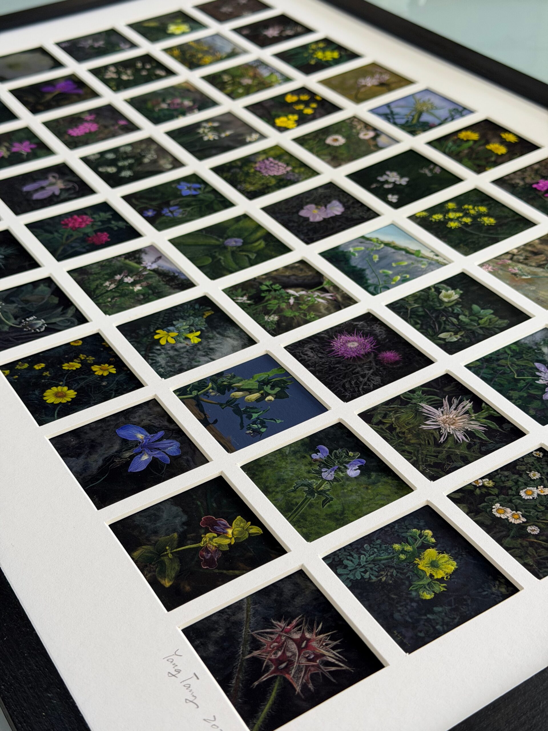 sixty encounters with wild flowers of malta sixty encounters with wild flowers of malta