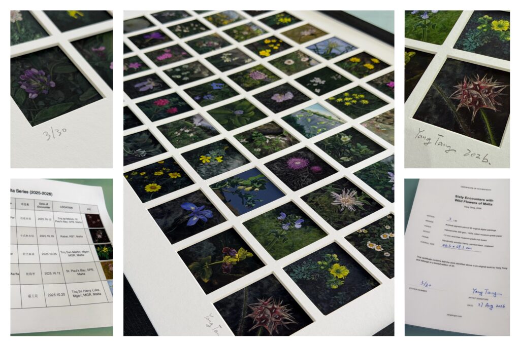 sixty encounters with wild flowers of malta